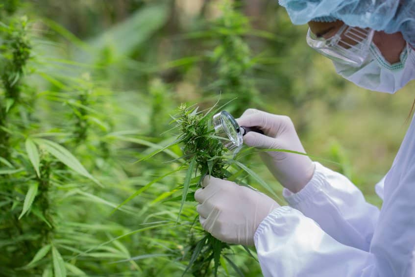 Comment choisir sa résine CBD : critères de qualité, prix et conservation