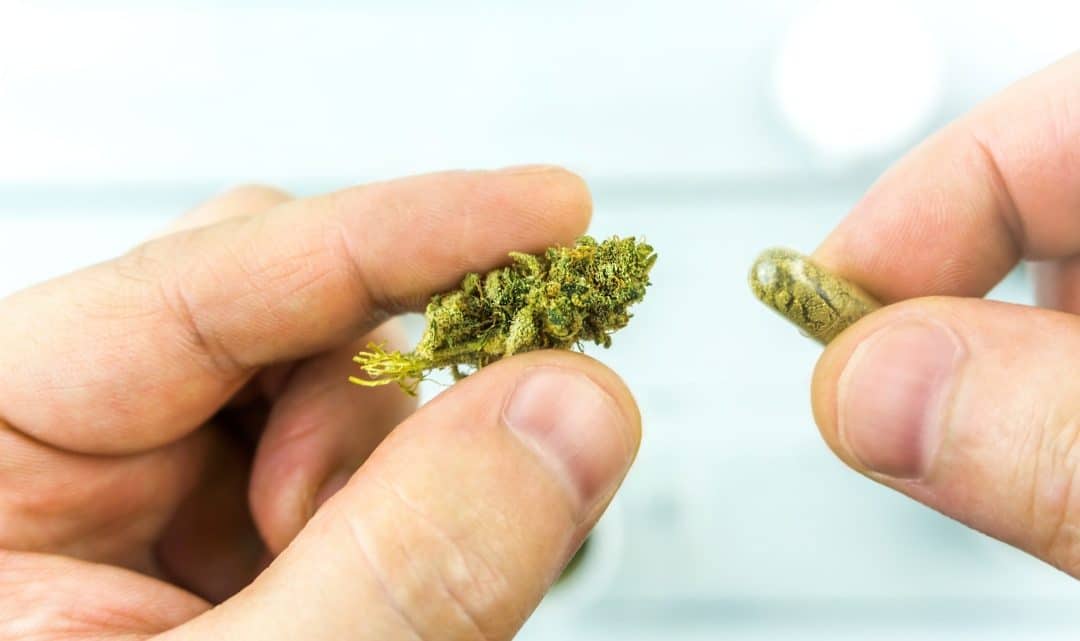Créer un moment de détente absolue grâce aux fleurs de CBD de qualité