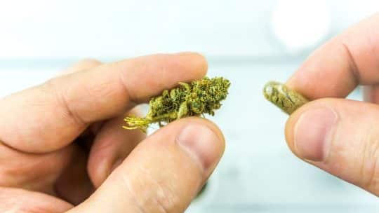 Créer un moment de détente absolue grâce aux fleurs de CBD de qualité